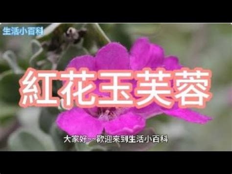 芙蓉風水|如何按照風水來擺設紅花玉芙蓉？（特徵、方位、共同擺設的植物）